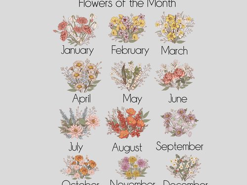 June Cottage Rose Birth Flower Pillow or Towel